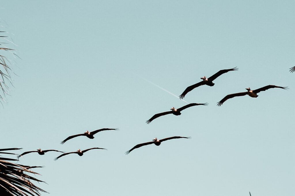 Birds flying together